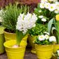 A może biało-żółto? Na pewno nie będziemy mieć problemów z kupieniem kwitnących na biało hiacyntów, pierwiosnków i stokrotek. Żółte tulipany lub żonkile dopełnią całość kompozycji (zdj. Fotolia.com). 