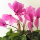 Cyklamen perski jest w naszym klimacie uprawiany jako roślina doniczkowa, która kwitnie od października do kwietnia (zdj. Fotolia.com.). 
