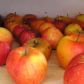 Jabłka znakomicie przechowują się w piwnicy, pod warunkiem że temperatura w pomieszczeniu nie przekracza 7°C, a wilgotność wynosi ok. 90% (zdj. Fotolia.com).
