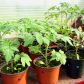 Sadzonki pomidorów przeznaczone do uprawy szklarniowej powinny mieć ok. 30 cm wysokości oraz dobrze wykształcone liście i korzenie. W przeciwieństwie do roślin sadzonych do gruntu nie wymagają hartowania (zdj. Fotolia.com).