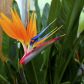 Strelicja królewska ma oryginalne, pomarańczowo-niebieskie kwiaty, wyglądem przypominające rajskie ptaki (zdj. Fotolia.com).