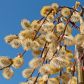 Wiosną bardzo pylą kwiaty wierzby (na zdjęciu), leszczyny, olchy, brzozy oraz topoli (zdj. Fotolia.com).