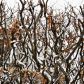 Żywopłoty liściaste, np. z klonów, buków czy grabów po latach tracą ładny pokrój. Zima to dobry czas, by odmłodzić drzewa i usunąć stare pędy (zdj. Fotolia.com).
