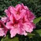 Moje wspaniałe rododendrony