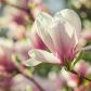 Kwiaty magnolii występują w różnych wersjach kolorystycznych, zależnych m.in. od odmiany (zdj.: Fotolia.com)