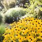 Rudbekii pasującej do wielu ogrodowych kompozycji nie straszne są upały (zdj.: Fotolia.com)