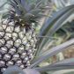 Ananas może okazać się wyzwaniem do wyhodowania, z pewnością jednak jest wart podjęcia trudu (zdj.: Fotolia.com)