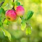 By cieszyć się obfitymi zbiorami jabłek co sezon, należy ostrożnie zrywać owoce (zdj.: Fotolia.com)