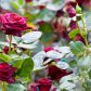 Róże są nieodłącznym elementem każdego ogrodu (zdj.: Fotolia.com)