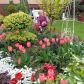  Moje tulipany - barwne zwiastuny wiosną  uprawiam  z pasją i fotografuję. W tajemniczym ogrodzie myśli dzieją się rzeczy niemożliwe. W moim, jak co roku o tej porze - kwitną tulipany :)