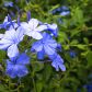 Ołownik Plumbago auriculata (zdj.: Fotolia.com)