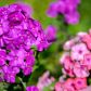 Płomyki Phlox paniculata (zdj.: Fotolia.com)