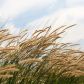 Rozpalenice Pennisetum (zdj.: Fotolia.com)
