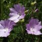 Ślaz piżmowy Malva moschata (zdj.: Fotolia.com)