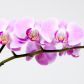 Kwiaty storczyka Orchis (zdj.: Fotolia.com)