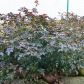 Mahonia - pospolita jest bardzo popularnym zimozielonym krzewem liściastym. Osiąga 1 m wysokości. Listki błyszczące, ciemnozielone, na brzegu kolczasto zębate. Gdy przychodzą niskie temperatury, przebarwiają się na kolor czerwonobrunatny.
