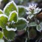 Przedwiosenne wahania temperatury mogą poskutkować przemarznięciem wybijających się powoli roślin (zdj.: Fotolia.com)