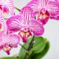 Storczyk Phalenopsis (zdj.: Fotolia.com)