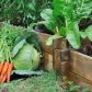 Warzywa na wzniesionej grządce (zdj.: Fotolia.com)