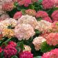 Hortensja ogrodowa Hydrangea Macrophylla (zdj.: Fotolia.com)