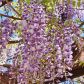 Glicynia Wisteria (zdj.: Fotolia.com)