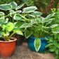 Funkie nadają się również do sadzenia doniczkowego, przez co łatwo znaleźć można dla nich miejsce w ogrodzie (zdj.: Fotolia.com)