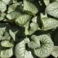 Brunnera wielkolistna (Brunnera macrophylla) odmiana ‘J‘ack Frost' (zdj.: Fotolia.com)
