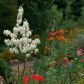 Juka karolińska Yucca filamentosa (zdj.: Fotolia.com)