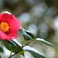 kamelia japońska Camellia japonica (zdj.: Fotolia.com)