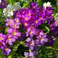 Pierwiosnki Primula (zdj.: Fotolia.com)
