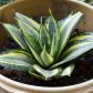 Sansewieria gwinejska Sansevieria trifasciata (zdj. Fotolia.com)