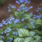 Brunnera wielkolistna Brunnera macrophylla (zdj.: Fotolia.com)