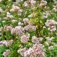 Kozłek lekarski Valeriana officinalis (zdj.: Fotolia.com)