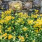 Krwawniki wiązówkowaty Achillea filipendulina (zdj.: Fotolia.com)