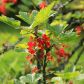 Porzeczka czerwona Ribes rubrum (zdj.: Fotolia.com)