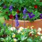 Szałwię omączoną Salvia farinacea warto posadzić w akompaniamencie innych wiosennych kwiatów(zdj.: Fotolia.com)