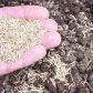 Trawę należy siać bardzo obficie - nawet po 30-40 gramów nasion na 1m² ziemi (zdj.: Fotolia.com)