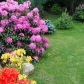 Rododendrony i azalie wiosną królują w mym ogródku :)