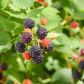 Jeżyna bezkolcowa (Rubus fruticosus) rośnie bardzo silnie, należy przez to pamiętać o regularnym skracaniu najbardziej ekspansywnych pędów (zdj.: Fotolia.com)