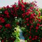 Róża pnąca „ Królowa Ogrodu” zaprasza do wnętrz naszych kolorowych zakątków znajdujących się w ogrodzie.