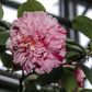 Kamelia japońska camellia japonica uchodzi za roślinę trudną w uprawie. W naszych warunkach hodowla jest jak najbardziej możliwa, należy jednak zwrócić szczególną uwagę na temperatury, w jakich zimuje roślina. (zdj.: Shutterstock.com)