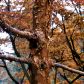 Klon strzępiastokory Acer griseum ze względu na swą ozdobną korę nadaje się również jako soliter sadzony na trawnikach lub obrzeżach większych grup drzew. (zdj.: Shutterstock.com)