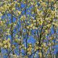 Kwitnąca wioną wierzba iwa pokrywa swoje gałęzie charakterystycznymi "kotkami"  (zdj.: Adobe Stock)