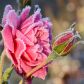 Nawet na przełomie października i listopada mogą pojawić się pierwsze przymrozki, ścinające nadal żywe i piękne kwiaty róż (zdj.: Fotolia.com)