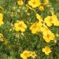 Obficie kwitnący pięciornik krzewiasty (Potentilla fruticosa) jest dużym krzewem, nadającym się roślinę okrywową (zdj.: Fotolia.com)