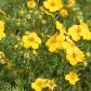 Obficie kwitnący pięciornik krzewiasty (Potentilla fruticosa) jest dużym krzewem, nadającym się roślinę okrywową (zdj.: Fotolia.com)