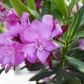 Oleander pospolity nerium oleander najlepiej rozwija się, stojąc w wodzie, roślina ta w naturalnych warunkach rośnie blisko rzek i zbiorników wodnych.  (zdj.: Adobe Stock)