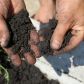 Regenerując glebę roślin doniczkowych również należy zadbać o dostosowanie odczynu do rośliny, którą w niej sadzimy  (zdj.: Adobe Stock)