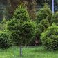 Świerk biały Pices glauca w miejscach pochodzenia potrafi osiągać nawet do 30 metrów wysokości, w Polsce większą popularność zdobywają formy niskie, o kulistym lub tradycyjnym pokroju (zdj.: Shutterstock.com)