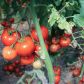 Palikowanie lub podwiązywanie do podpór pomidorów jest najprostszym sposobem na uniknięcie załamywania się pędów pod ciężarem dorastających owoców. (zdj.: Adobe Stock)